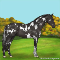 Horse Color:White Spotted Smoky Black 