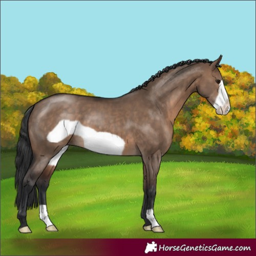 Horse Color:Brown Dun Frame 
