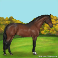 Horse Color:Gray Bay Roan 