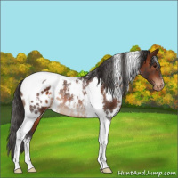 Horse Color:White Spotted Bay Tobiano Blanket Rabicano 