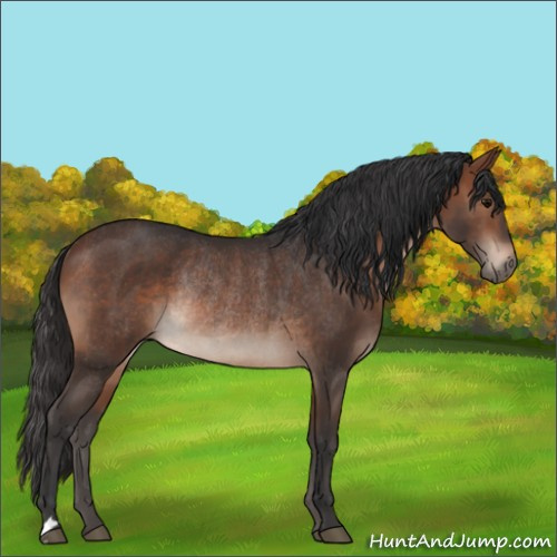 Horse Color:Brown Rabicano 