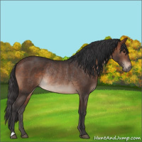 Horse Color:Brown Rabicano 