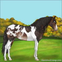 Horse Color:White Spotted Brown Tobiano Appaloosa Rabicano 