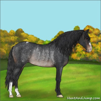 Horse Color:Brown Varnish Rabicano