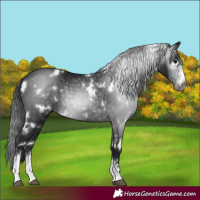 Horse Color:Gray White Spotted Black Sabino Rabicano 