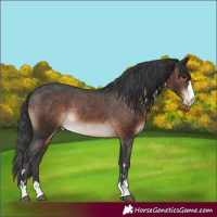 Horse Color:Brown Appaloosa Rabicano
