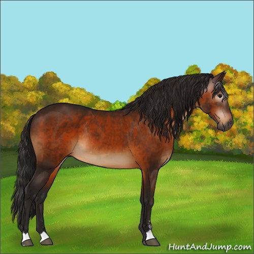 Horse Color:Gray Bay Sabino Rabicano
