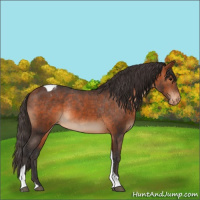 Horse Color:Bay Tobiano Appaloosa Rabicano 