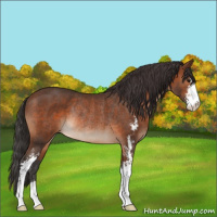 Horse Color:Brown Sabino Rabicano 