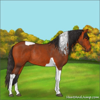 Horse Color:Bay Tobiano Rabicano 