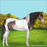 Horse Color:Bay Tobiano Rabicano 