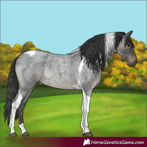 Horse Color:Blue Roan Tobiano Rabicano 