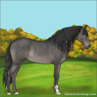 Horse Color:Blue Roan Rabicano 