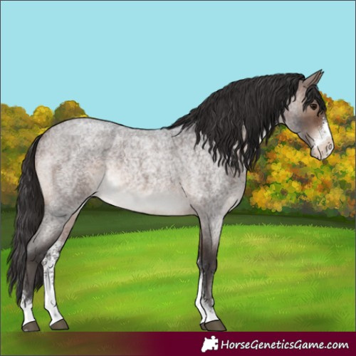 Horse Color:Brown Roan Sabino Rabicano