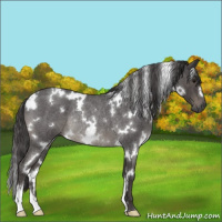 Horse Color:White Spotted Smoky Blue Roan Rabicano 