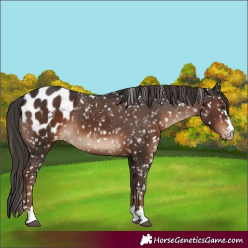 Horse Color:Liver Chestnut Appaloosa