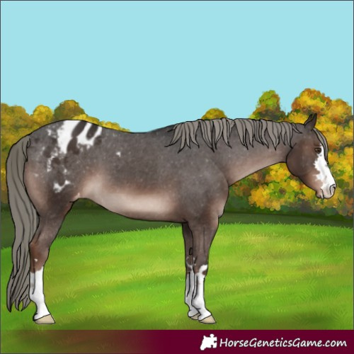 Horse Color:Liver Chestnut Mushroom Appaloosa