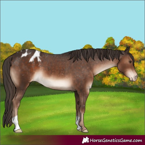 Horse Color:Liver Chestnut Appaloosa 