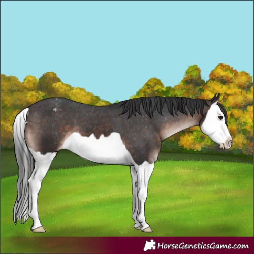 Horse Color:Brown Mushroom Splash Appaloosa