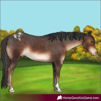 Horse Color:Liver Chestnut Appaloosa