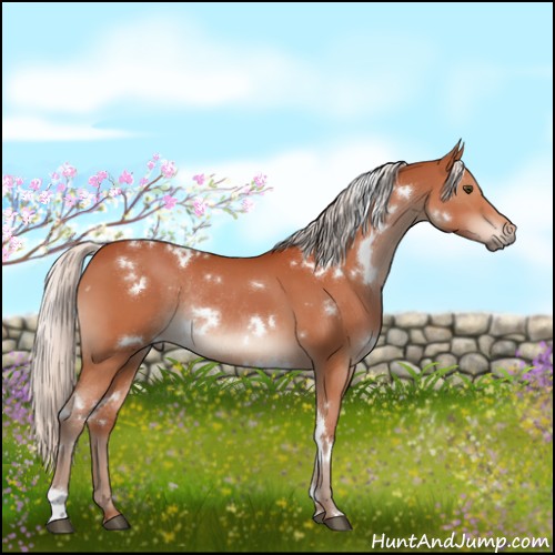 Horse Color:White Spotted Silver Brown Rabicano 