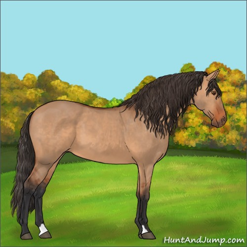 Horse Color:Bay Dun