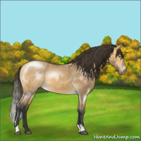 Horse Color:Buckskin Dun