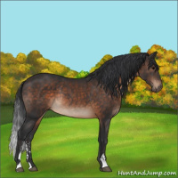 Horse Color:Brown Sabino Rabicano