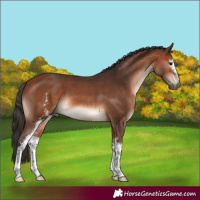 Horse Color:White Spotted Bay 