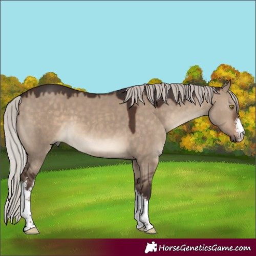 Horse Color:White Spotted Silver Brown Dun