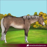 Horse Color:White Spotted Silver Brown Dun 