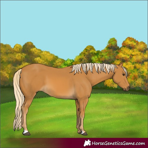 Horse Color:Palomino 