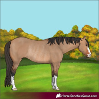 Horse Color:Bay Dun Rabicano