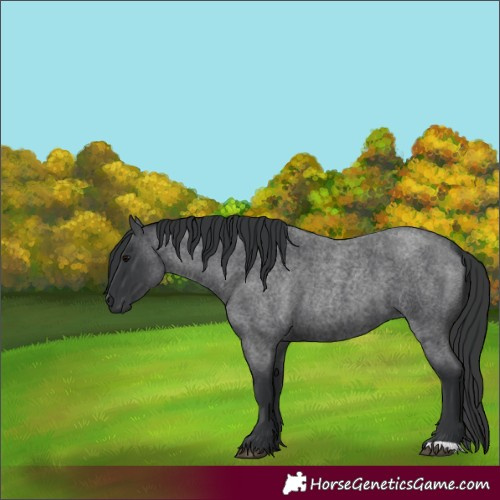 Horse Color:Blue Roan 