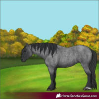 Horse Color:Blue Roan