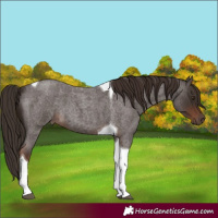 Horse Color:Liver Red Roan Tobiano 