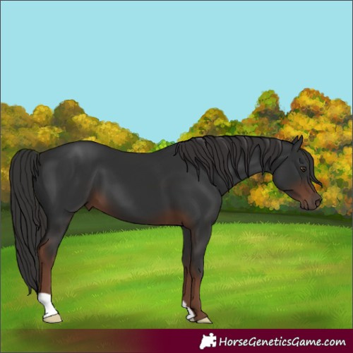 Horse Color:Liver Chestnut