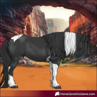 Horse Color:Black Tobiano 