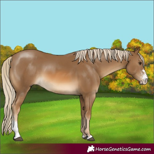 Horse Color:Chocolate Palomino Sabino 