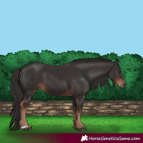Horse Color:Liver Chestnut 