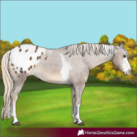 Horse Color:Chocolate Palomino Sabino Tobiano Appaloosa 