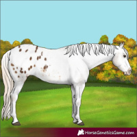 Horse Color:Chocolate Palomino Sabino Tobiano Varnish 