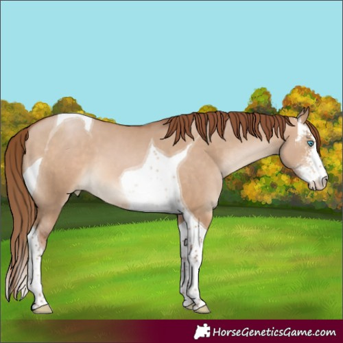 Horse Color:Brown Pearl Dun Sabino Tobiano 