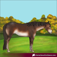 Horse Color:Liver Chestnut Sabino 