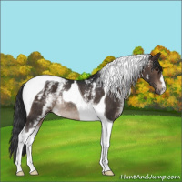 Horse Color:White Spotted Brown Tobiano Rabicano 