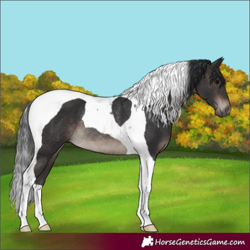 Horse Color:Brown Tobiano Rabicano 