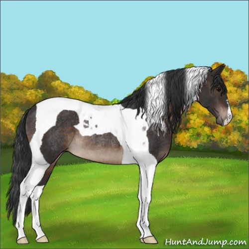Horse Color:Brown Tobiano Rabicano 