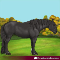 Horse Color:Smoky Black  and Smoky Black 
