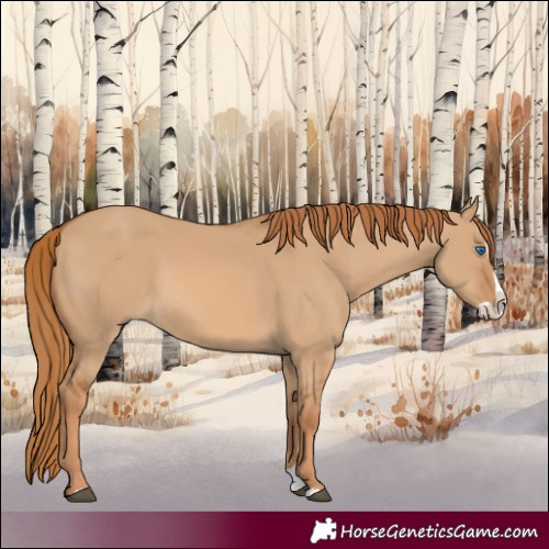 Horse Color:Red Dun Splash