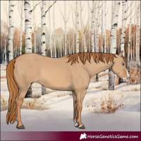 Horse Color:Red Dun Splash 